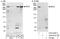 E3 ubiquitin-protein ligase UBR5 antibody, A303-045A, Bethyl Labs, Immunoprecipitation image 