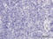 Ras-related protein Rab-36 antibody, LS-C133596, Lifespan Biosciences, Immunohistochemistry paraffin image 