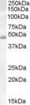 Actin Like 7B antibody, NB100-93366, Novus Biologicals, Western Blot image 