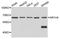 Nuclear Receptor Subfamily 1 Group H Member 4 antibody, A00835, Boster Biological Technology, Western Blot image 