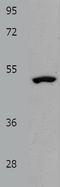 N-Myc Downstream Regulated 1 antibody, TA321744, Origene, Western Blot image 