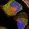 RASD Family Member 2 antibody, NBP1-82775, Novus Biologicals, Immunocytochemistry image 