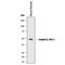 Serpin Family E Member 1 antibody, BAF3828, R&D Systems, Western Blot image 