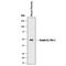 Serpin Family E Member 1 antibody, BAF3828, R&D Systems, Western Blot image 