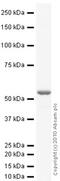 Tubulin antibody, ab6161, Abcam, Western Blot image 