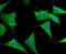 Potassium Voltage-Gated Channel Subfamily A Member 4 antibody, NBP2-75552, Novus Biologicals, Immunocytochemistry image 