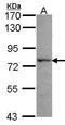 Lysyl-TRNA Synthetase antibody, GTX102179, GeneTex, Western Blot image 