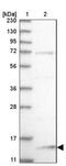 Small Nuclear Ribonucleoprotein 13 antibody, NBP1-89406, Novus Biologicals, Western Blot image 
