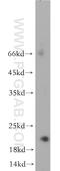 Ring Finger Protein 212 antibody, 21178-1-AP, Proteintech Group, Western Blot image 