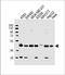 RNA Polymerase I And III Subunit C antibody, 61-539, ProSci, Western Blot image 