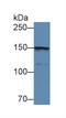 Collagen Type IV Alpha 5 Chain antibody, LS-C293435, Lifespan Biosciences, Western Blot image 