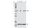 Phosphatase And Tensin Homolog antibody, 9188P, Cell Signaling Technology, Western Blot image 