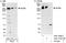 Nuclear Mitotic Apparatus Protein 1 antibody, A301-510A, Bethyl Labs, Immunoprecipitation image 