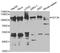 Eukaryotic Elongation Factor 2 Kinase antibody, TA332670, Origene, Western Blot image 