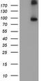 Fibroblast growth factor receptor 2 antibody, CF503137, Origene, Western Blot image 