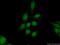 Bromodomain Containing 2 antibody, 22236-1-AP, Proteintech Group, Immunofluorescence image 