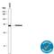 Catalase antibody, MAB3398, R&D Systems, Western Blot image 