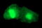 Parvin Alpha antibody, LS-C338024, Lifespan Biosciences, Immunofluorescence image 