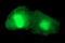 Matrix-remodeling-associated protein 2 antibody, LS-C338024, Lifespan Biosciences, Immunofluorescence image 