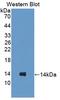 Surfactant Protein C antibody, LS-C296553, Lifespan Biosciences, Western Blot image 