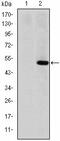 Matrix Metallopeptidase 1 antibody, AM06648SU-N, Origene, Western Blot image 