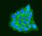Ribosomal Protein Lateral Stalk Subunit P0 antibody, A04349-1, Boster Biological Technology, Immunofluorescence image 