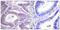 Vimentin antibody, SPC-1338D-A655, StressMarq, Immunohistochemistry frozen image 