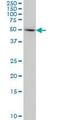 Indoleamine 2,3-Dioxygenase 1 antibody, ab55305, Abcam, Western Blot image 