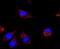 Neural Cell Adhesion Molecule 1 antibody, NBP2-66968, Novus Biologicals, Immunocytochemistry image 