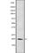 Crystallin Alpha A antibody, PA5-68025, Invitrogen Antibodies, Western Blot image 