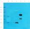 Growth Differentiation Factor 11 antibody, orb101175, Biorbyt, Western Blot image 