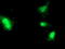 Fibroblast Growth Factor 21 antibody, TA502953, Origene, Immunofluorescence image 