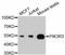 Phosphoinositide-3-Kinase Regulatory Subunit 3 antibody, A11260, ABclonal Technology, Western Blot image 