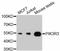 Phosphoinositide 3 kinase, p110 gamma antibody, A11260, ABclonal Technology, Western Blot image 