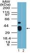 Rhox-9 antibody, PA5-23134, Invitrogen Antibodies, Western Blot image 