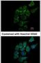 ST3 Beta-Galactoside Alpha-2,3-Sialyltransferase 1 antibody, PA5-21721, Invitrogen Antibodies, Immunofluorescence image 