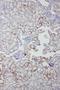 Amyloid P Component, Serum antibody, LS-C313414, Lifespan Biosciences, Immunohistochemistry frozen image 