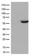 CD33 Molecule antibody, TA506328, Origene, Western Blot image 