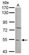 Pyridine Nucleotide-Disulphide Oxidoreductase Domain 2 antibody, GTX120562, GeneTex, Western Blot image 