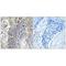 S28A2 antibody, A07211, Boster Biological Technology, Immunohistochemistry frozen image 