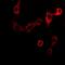 Adenosine Deaminase antibody, orb377896, Biorbyt, Immunofluorescence image 