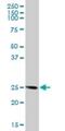 FKBP Prolyl Isomerase 14 antibody, H00055033-B01P, Novus Biologicals, Western Blot image 