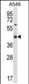Olfactory Receptor Family 51 Subfamily S Member 1 antibody, PA5-71673, Invitrogen Antibodies, Western Blot image 
