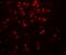 Interleukin 9 antibody, A02925-1, Boster Biological Technology, Immunohistochemistry paraffin image 