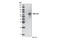 c-Myc antibody, 3946S, Cell Signaling Technology, Western Blot image 