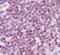 Histone Cluster 2 H2A Family Member C antibody, PA5-23450, Invitrogen Antibodies, Immunohistochemistry frozen image 