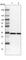 BAP antibody, HPA039874, Atlas Antibodies, Western Blot image 