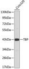 TATA-Box Binding Protein antibody, 15-439, ProSci, Western Blot image 