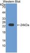 Crystallin Alpha B antibody, LS-C373079, Lifespan Biosciences, Western Blot image 