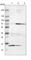 IAP2 antibody, HPA005513, Atlas Antibodies, Western Blot image 